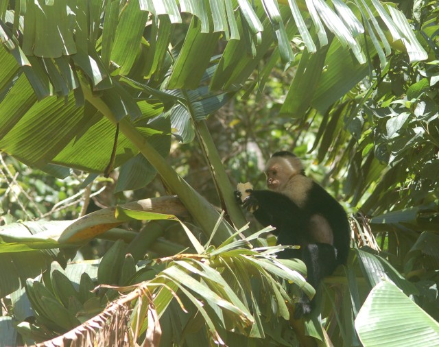 White-headed capuchin